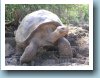 De reuzenschildpad, bekendste diersoort van de Galapagos eilanden.