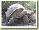 De reuzenschildpad, bekendste diersoort van de Galapagos eilanden.