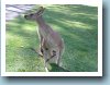 Kangaroe met een \