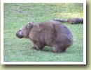 Mijn favoriet, de wombat.