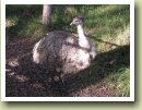 De Australische struisvogel, de emu.